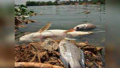 हैदराबाद: प्रदूषित झील में तैर रही हैं 30 हजार मरी मछलियां