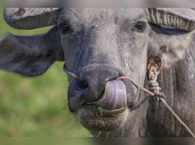 மாட்டிறைச்சி தடைப்பட்டியலில் இருந்து எருமையை நீக்க மத்திய அரசு பரிசீலனை..!