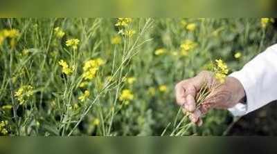 ರಾಜ್ಯದಲ್ಲಿ ಕುಲಾಂತರಿ ಸಾಸಿವೆ ಬೇಡ : ರೈತ ಸಂಘ ಒತ್ತಾಯ