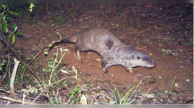 ರೋರಿಚ್‌ ಎಸ್ಟೇಟ್‌ನಲ್ಲಿ ಅಪರೂಪದ ನೀರು ನಾಯಿ