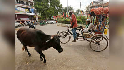 गायों की बिक्री पर बैन, जू के जानवरों की आफत