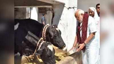 राजस्थान हाई कोर्ट की सिफारिश-गोहत्या पर हो उम्रकैद, राष्ट्रीय पशु घोषित हो गाय