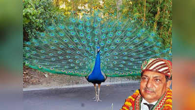 Peacocks dont have sex, peahens conceive by drinking peacocks tears: Rajasthan HC Judge 