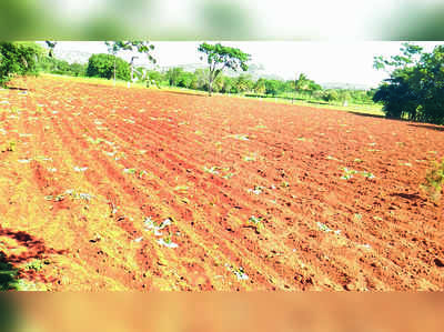 ಕಿಡಿಗೇಡಿಗಳ ಕೃತ್ಯಕ್ಕೆ ಹತ್ತಿ ಬೆಳೆ ನಾಶ