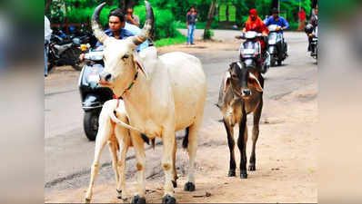 गाय को बचाने के चक्कर में पुलिस जीप ने 4 को कुचला, महिला की मौत