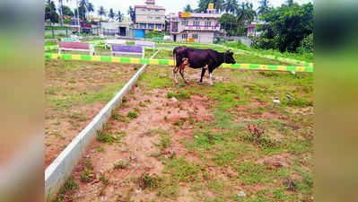 ಪಾರ್ಕ್‌ನಲ್ಲಿ ಜಾನುವಾರುಗಳ ದರ್ಬಾರು