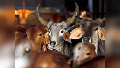 लखनऊ में हर साल पॉलिथीन खाने से मरती हैं 1000 गाय