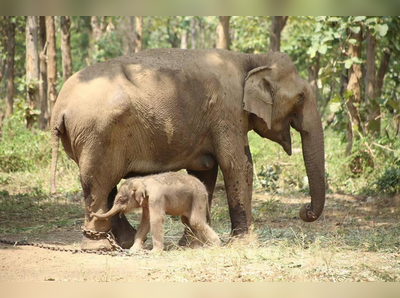 ರಸ್ತೆಯಲ್ಲೇ ಮರಿಗೆ ಜನ್ಮ ನೀಡಿದ ಆನೆ: ಜನರ ಹುಚ್ಚಾಟಕ್ಕೆ ವ್ಯಕ್ತಿ ಬಲಿ