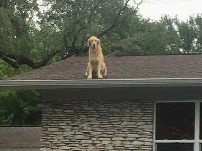 हकलबरी: हमेशा छत पर रहने वाला कुत्ता