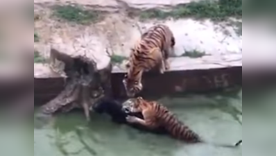 देखेंः चीन में जू कर्मचारियों की क्रूरता, बाघ के सामने जिंदा गदहा फेंका