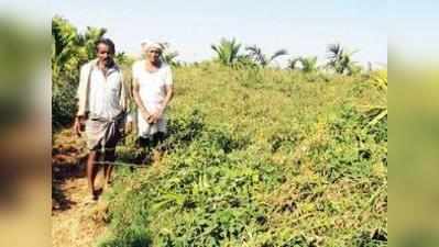 ಜೂನ್‌ 30 ರ ವರೆಗೆ ತೊಗರಿ ಖರೀದಿ ಕೋರಿ ಕೇಂದ್ರಕ್ಕೆ ಪತ್ರ