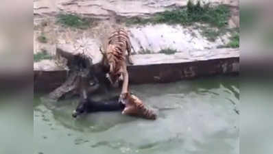 चीन: जू से कमाई न होने पर गुस्साए इन्वेस्टर्स ने बाघों के बाड़े में धकेला था जिंदा गधा