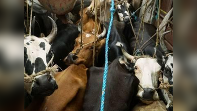 पशु खरीद-फरोख्त रोक: गोवा में फिश करी और चावल खाने आते हैं पर्यटक, नहीं पड़ेगा फर्क