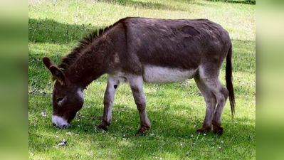 ১০ লাখি গাধাই হরিয়ানার ‘স্টার’