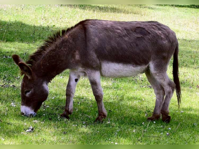 ১০ লাখি গাধাই হরিয়ানার ‘স্টার’