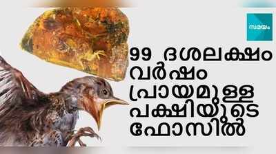 99 ദശലക്ഷം വര്‍ഷം പ്രായമുള്ള ഒരു പക്ഷിക്കുഞ്ഞിന്‍റെ ഫോസില്‍