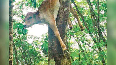 പുലി പശുക്കുട്ടിയെ പിടികൂടി റബ്ബർ മരത്തിൽ തൂക്കിയിട്ടു