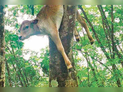 പുലി പശുക്കുട്ടിയെ പിടികൂടി റബ്ബർ മരത്തിൽ തൂക്കിയിട്ടു