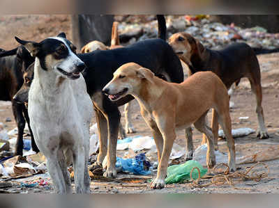 వీధి కుక్కల వీరంగం: 21 మందికి గాయాలు