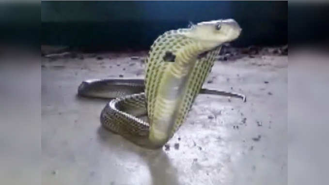 Odisha: Cobra rescued from premises of Baripada court 