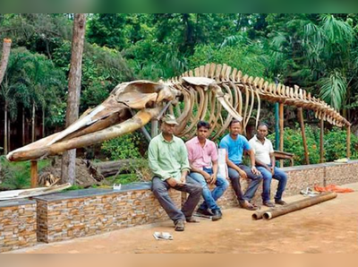 মেরিন অ্যাকোরিয়ামে পর্যটক টানতে নতুন আকর্ষণ তিমির কঙ্কাল