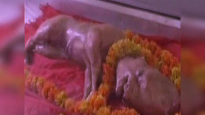 Dead calf born with human-like features hailed as incarnation of Lord Vishnu 