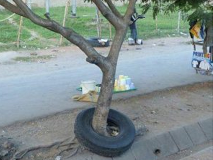 टायर और पेड़ साथ-साथ?