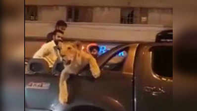 पाकिस्तान: पालतू शेर को कार में बैठाकर घूम रहा था, कराची पुलिस ने पकड़ा