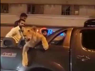 पाकिस्तान: पालतू शेर को कार में बैठाकर घूम रहा था, कराची पुलिस ने पकड़ा