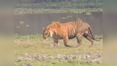 काजीरंगा में बढ़े बाघ, 3 साल में 83 से हुए 104