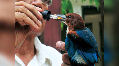 Mumbais largest hospital for animals becomes saviour of injured birds during monsoon 