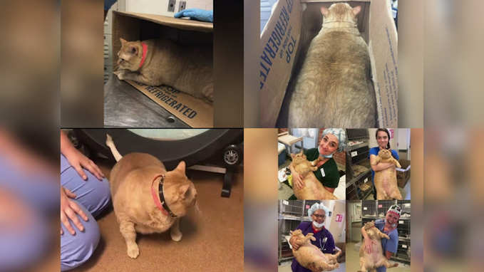 35-pound cat in US needs a new home 