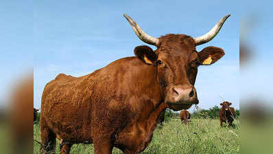 7 फीसदी अमेरिकी नागरिकों को लगता है भूरे रंग की गाय देती है चॉकलेट फ्लेवर वाला दूध