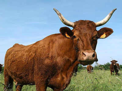 7 फीसदी अमेरिकी नागरिकों को लगता है भूरे रंग की गाय देती है चॉकलेट फ्लेवर वाला दूध