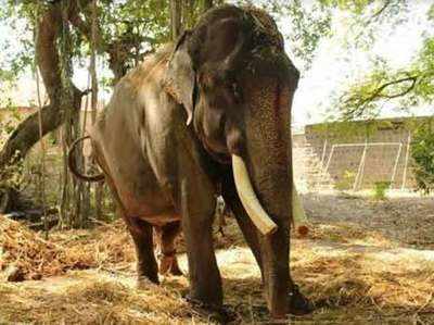 बेइंतहा दर्द के बाद आखिरकार इस हाथी को 50 साल बाद मिली आजादी