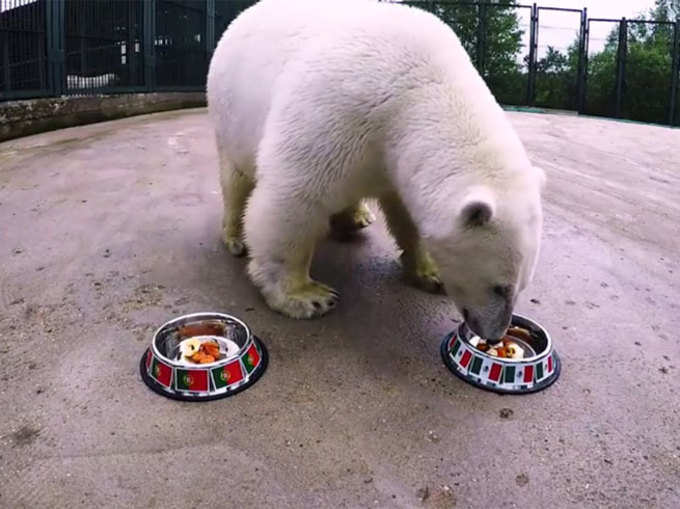 nika-polar-bear-oracle