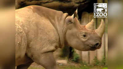 Ohio: Zoo gets plasma from rhino before calf’s birth 