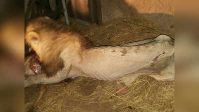 गुजरात- पिंजरे में कैद हुआ गांव में घुस आया शेर