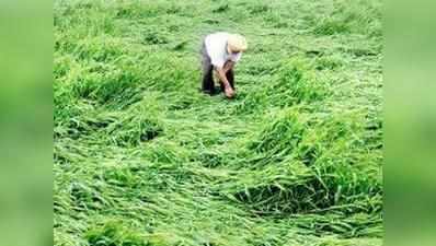 घास से कमा रहे, धान-दालों में गंवा रहे किसान