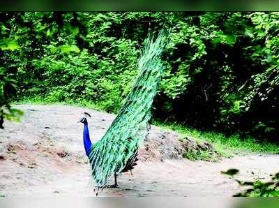 ವಿಷ ಆಹಾರಕ್ಕೆ ಬಲಿಯಾಗುವ ನವಿಲು