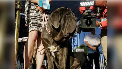 यह बना दुनिया का सबसे गंदा कुत्ता, इनाम में जीते $1500