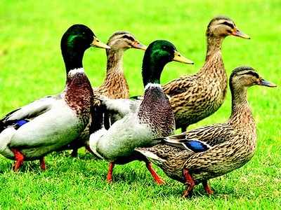 ಬಾತುಕೋಳಿಗೆ ಪ್ರೀತಿ ನೀಡಿ