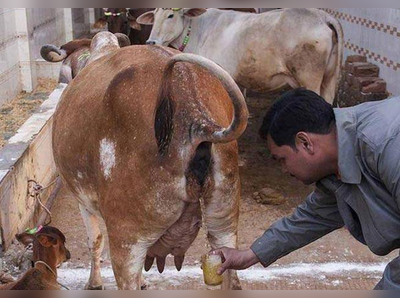 ಗೋಮೂತ್ರದಿಂದ ಕ್ಯಾನ್ಸರ್, ಕ್ಷಯಾದಿ ರೋಗಗಳು ದೂರ!