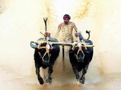 ಕಂಬಳಕ್ಕೆ ಇಂದು ಗ್ರೀನ್‌ ಸಿಗ್ನಲ್‌