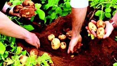 ಆಲೂ ಬೆಳೆಗೆ ಮೃದು ಮಣ್ಣಿರಲಿ