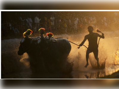 জালিকাট্টুর পর কাম্বালা! কর্নাটকে এখন বৈধ পশু-লড়াই