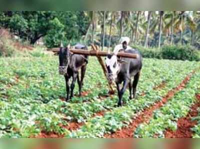 ಕೈಕೊಟ್ಟ ಮಳೆ: ಕರಗುತ್ತಿದೆ ಆಲೂ ಬೆಳೆ