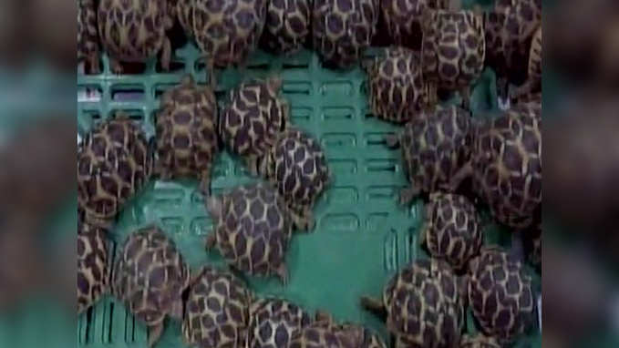 Police nab 2 smugglers for trafficking 200 baby star tortoises 