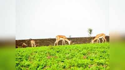 ಜಿಂಕೆವನ ನಿರ್ಮಾಣಕ್ಕೆ ದಶಕದಿಂದ ರೈತರ ಒತ್ತಾಯ