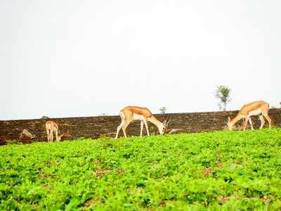 ಜಿಂಕೆವನ ನಿರ್ಮಾಣಕ್ಕೆ ದಶಕದಿಂದ ರೈತರ ಒತ್ತಾಯ